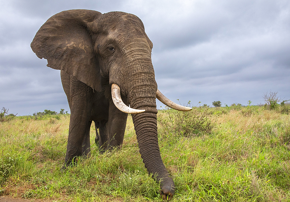 African elephant (Loxodonta africana) bull, Kruger National Park, South Africa, Africa