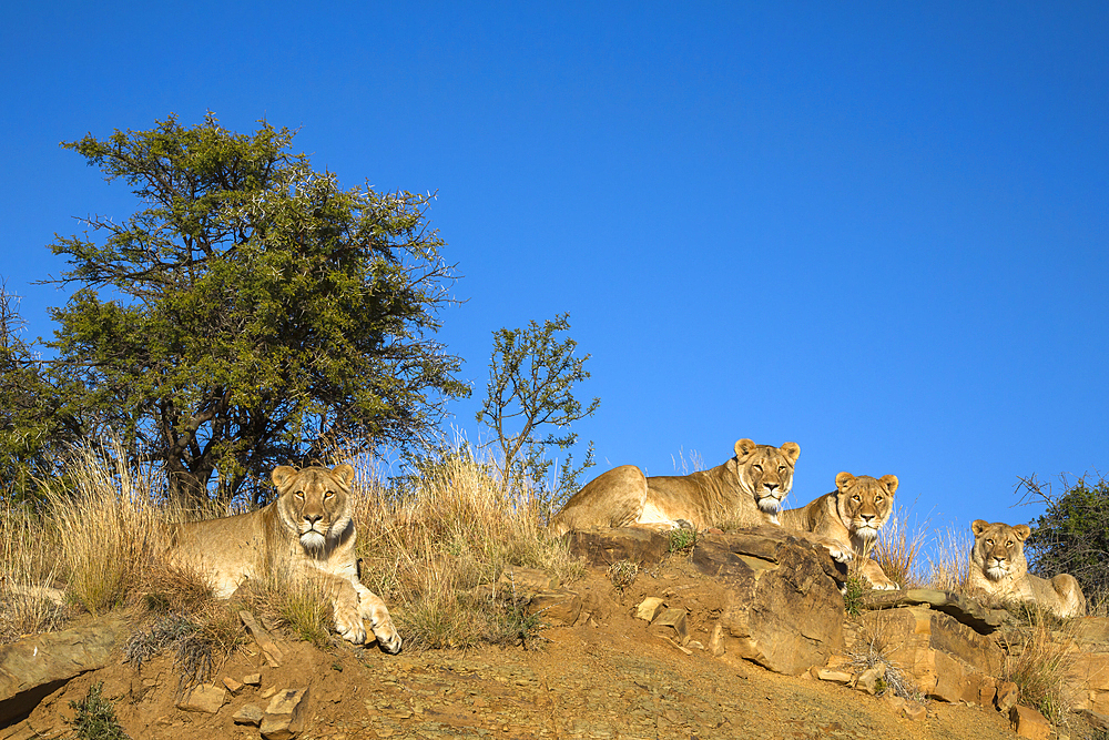 Lions (Panthera leo), Mountain Zebra National Park, South Africa, Africa