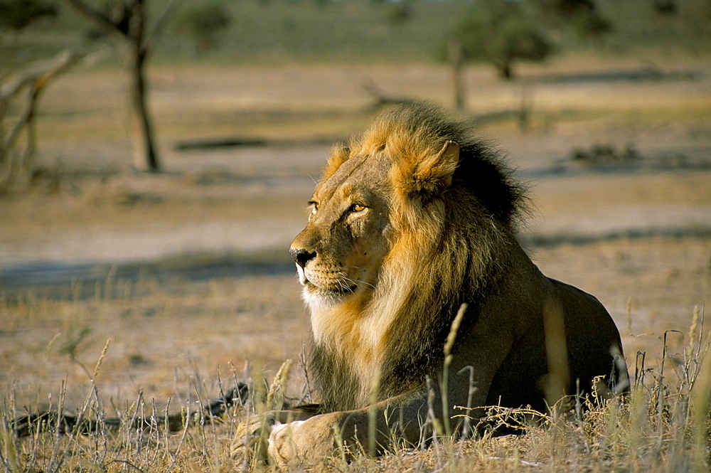 Lion (Panthera leo), Kalahari Gemsbok Park, South Africa, Africa