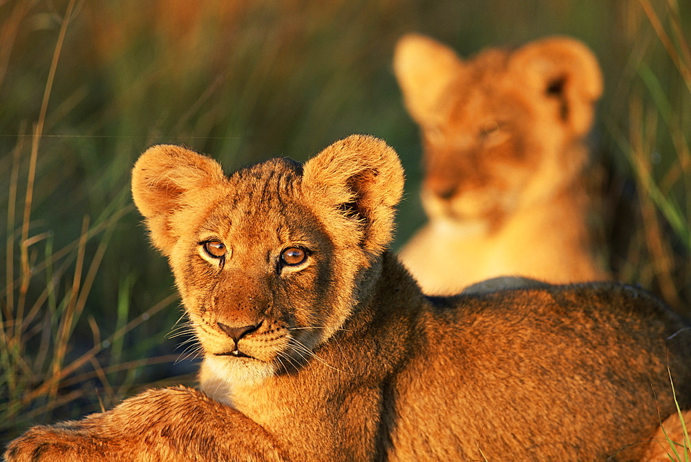 Lion cubs approximately 2-3 months old, Kruger National Park, South Africa, Africa