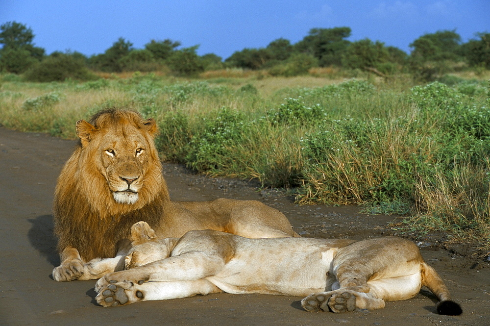 Lion and lioness (Panthera leo), Kruger National Park, South Africa, Africa