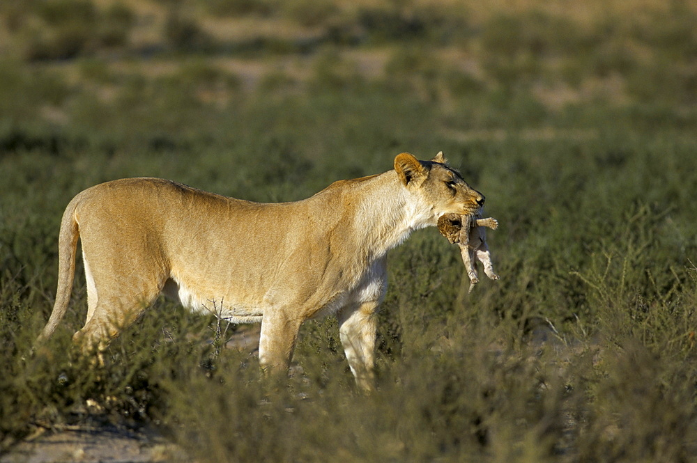 Lioness (Panthera leo) carrying cub to safety, Kalahari Gemsbok Park, South Africa, Africa