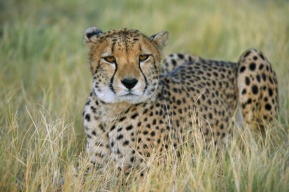 Captive cheetah (Acinonyx jubatus), Namibia, Africa