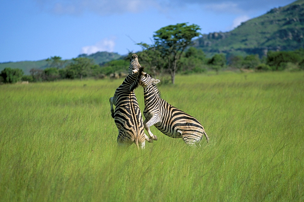 Burchell's zebra (Equus burchelli) fighting, Itala Game Reserve, South Africa