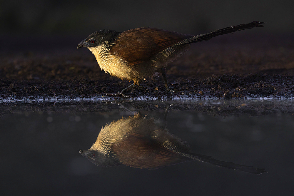 Burchell's coucal (Centropus burchellii), Zimanga Game Reserve. KwaZulu-Natal, South Africa, Africa