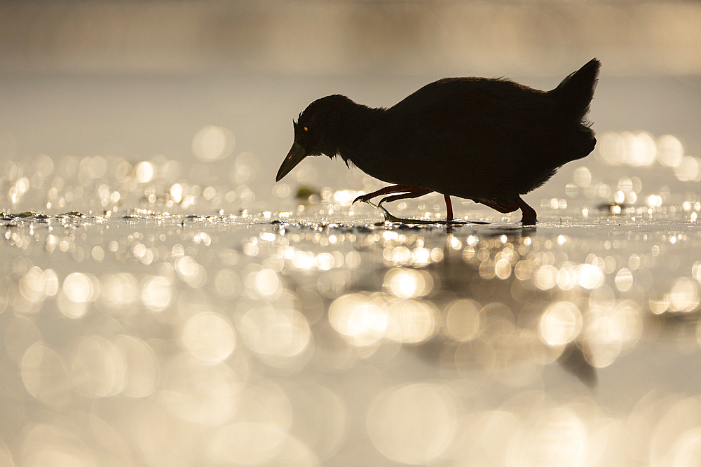 Black crake (Zapornia flavirostra), Zimanga Game Reserve, KwaZulu-Natal, South Africa, Africa