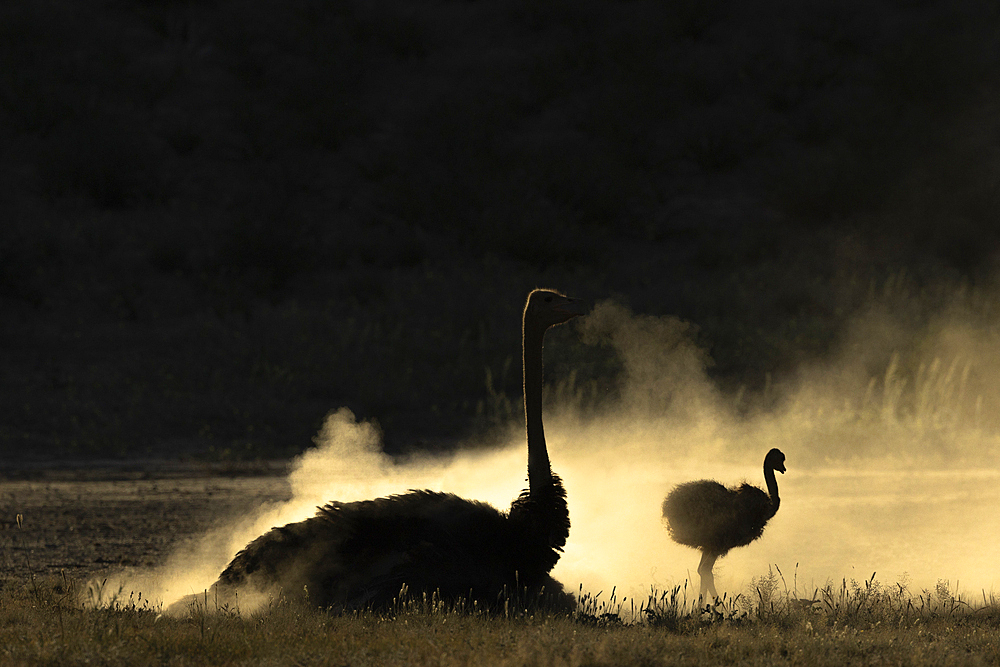 Ostrich (Struthio camelus) and chick dustbathing, Kgalagadi Transfrontier Park, Northern Cape, South Africa, Africa