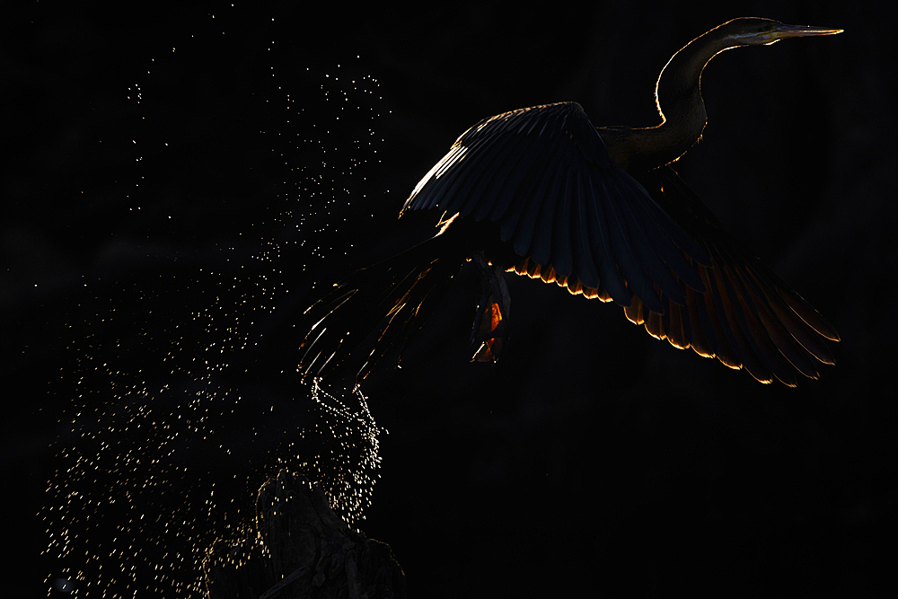 African darter (Anhinga rufa), Chobe National Park, Botswana, Africa