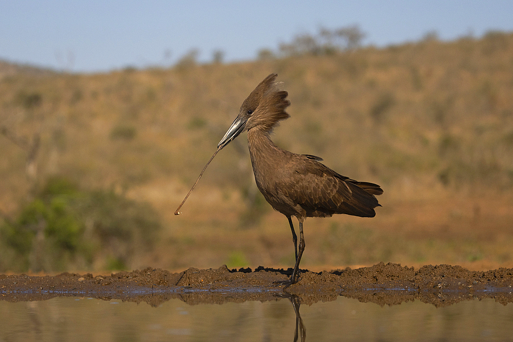 Hamerkop (Scopus umbretta) carrying nesting material, Zimanga Game Reserve, South Africa, Africa