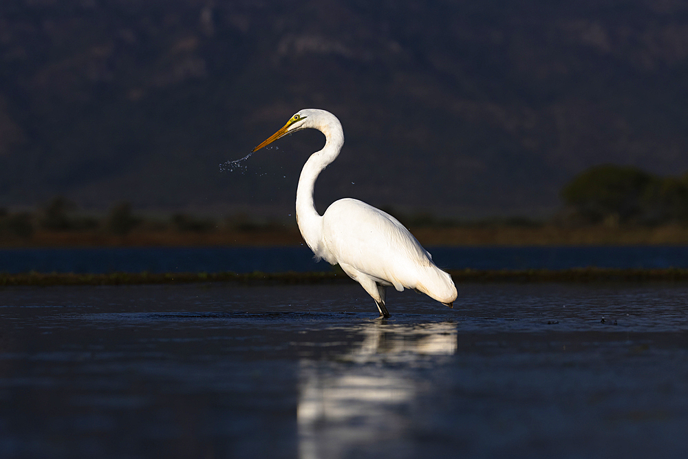 Great white egret (Ardea alba), Zimanga Game Reserve, South Africa, Africa