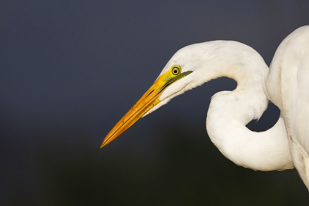 Great white egret (Ardea alba), Zimanga Game Reserve, South Africa, Africa