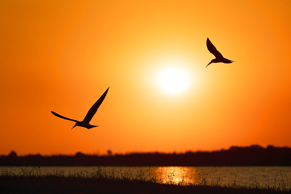 African skimmers (Rynchops flavirostris) at sunset, Chobe National Park, Botswana, Africa