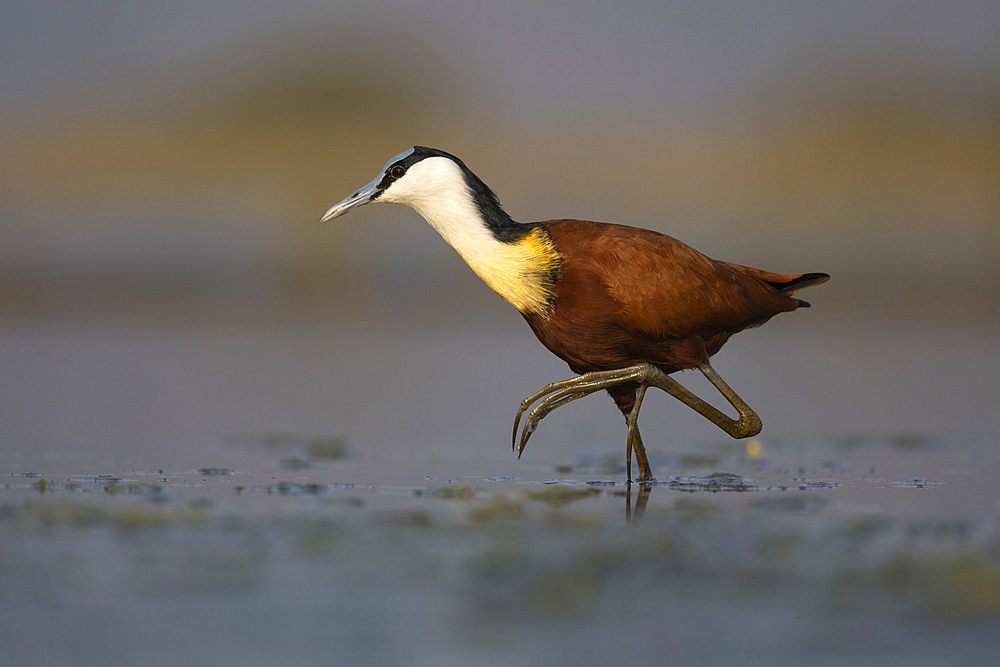 African jacana (Actophilornis africanus), Zimanga Game Reserve, South Africa, Africa