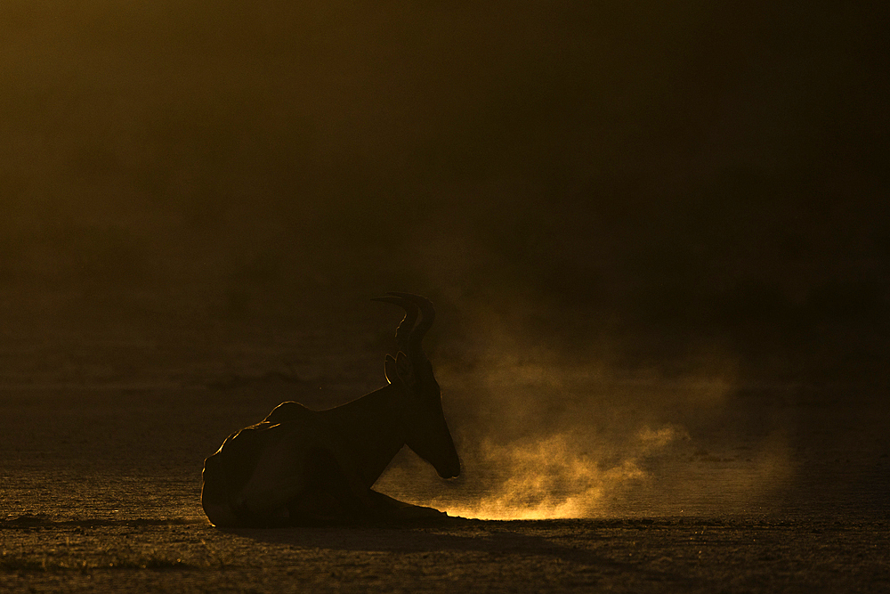 Red hartebeest (Alcelaphus buselaphus caama) dustbathing, Kgalagadi Transfrontier Park, South Africa, Africa