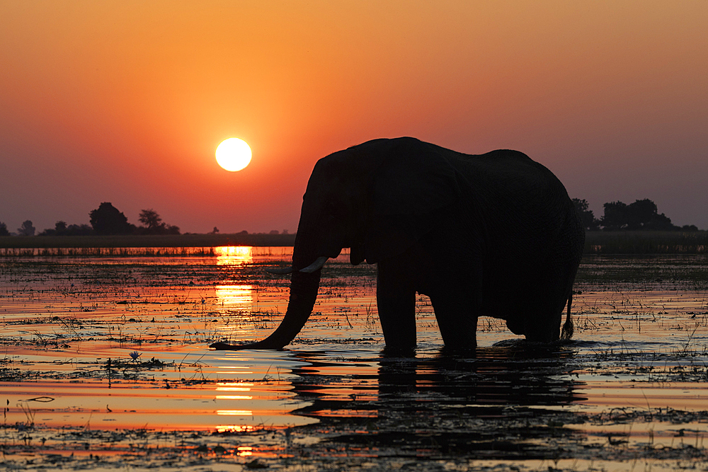 Elephant (Loxodonta africana) bull in Chobe river at sunset, Chobe national park, Botswana