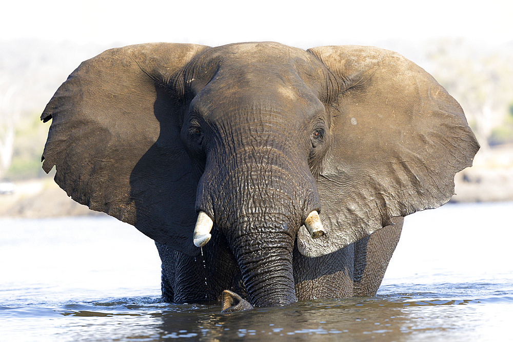 Elephant (Loxodonta africana) bull in Chobe river, Chobe national park, Botswana