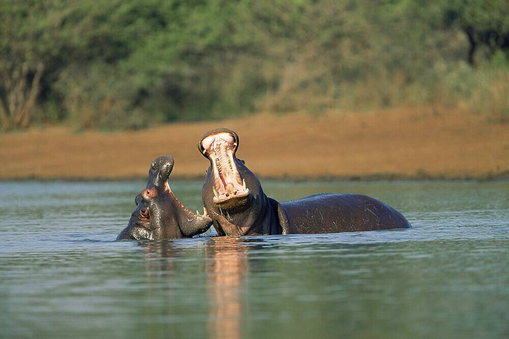 Common hippos, Hippopotamus amphibius, two young males sparring, Kruger National Park, South Africa, Africa