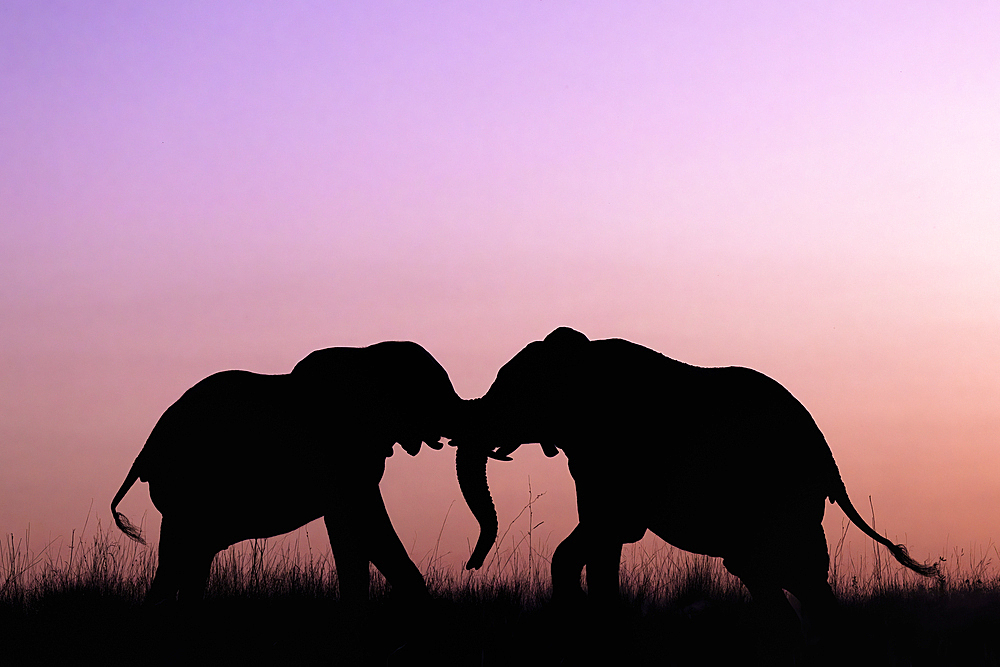 Elephants (Loxodonta africana) sparring at sunset, Chobe National Park, Botswana, Africa