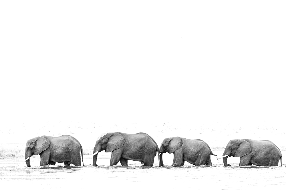 Elephants (Loxodonta africana) crossing river, Chobe National Park, Botswana, Africa