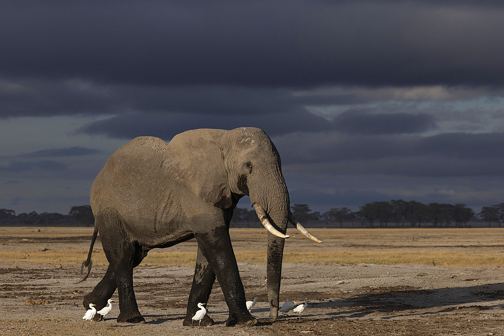 Elephant (Loxodonta africana) bull, Amboseli national park, Kenya