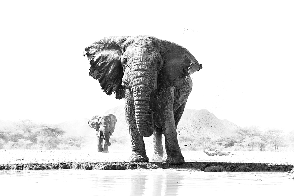 Elephant (Loxodonta africana) bull, Shompole, Kenya