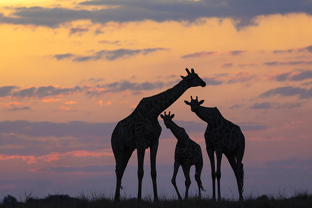 Giraffes (Giraffa camelopardalis) silhouettes at sunset, Chobe National Park, Botswana, Africa