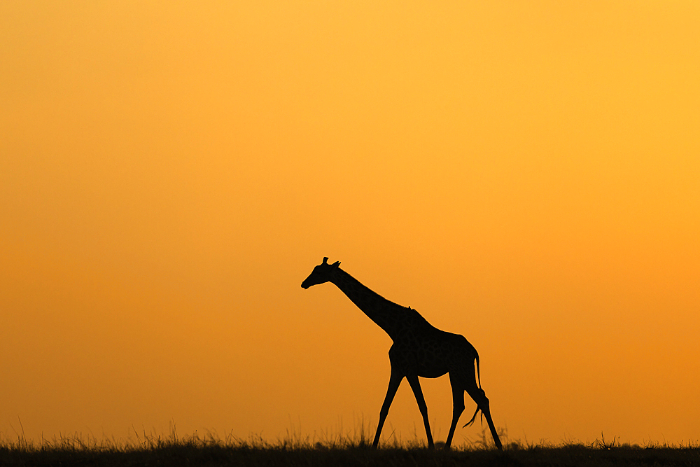 Giraffes (Giraffa camelopardalis) at sunset, Chobe national park, Botswana