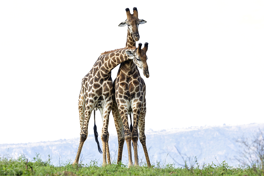 Giraffes (Giraffa camelopardalis) necking, Zimanga Game Reserve, South Africa, Africa