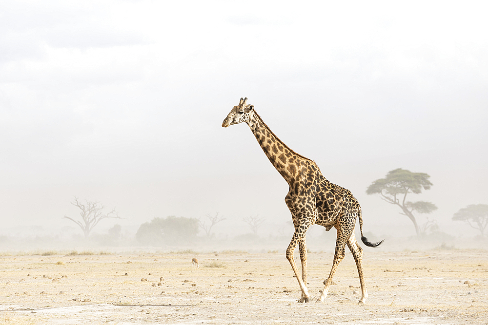 Giraffe (Giraffa camelopardalis) in dust storm, Amboseli National Park, Kenya, East Africa, Africa