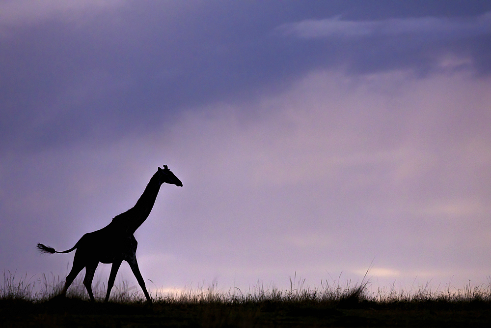 Giraffe (Giraffa camelopardalis) silhouette, Masai Mara, Kenya, East Africa, Africa