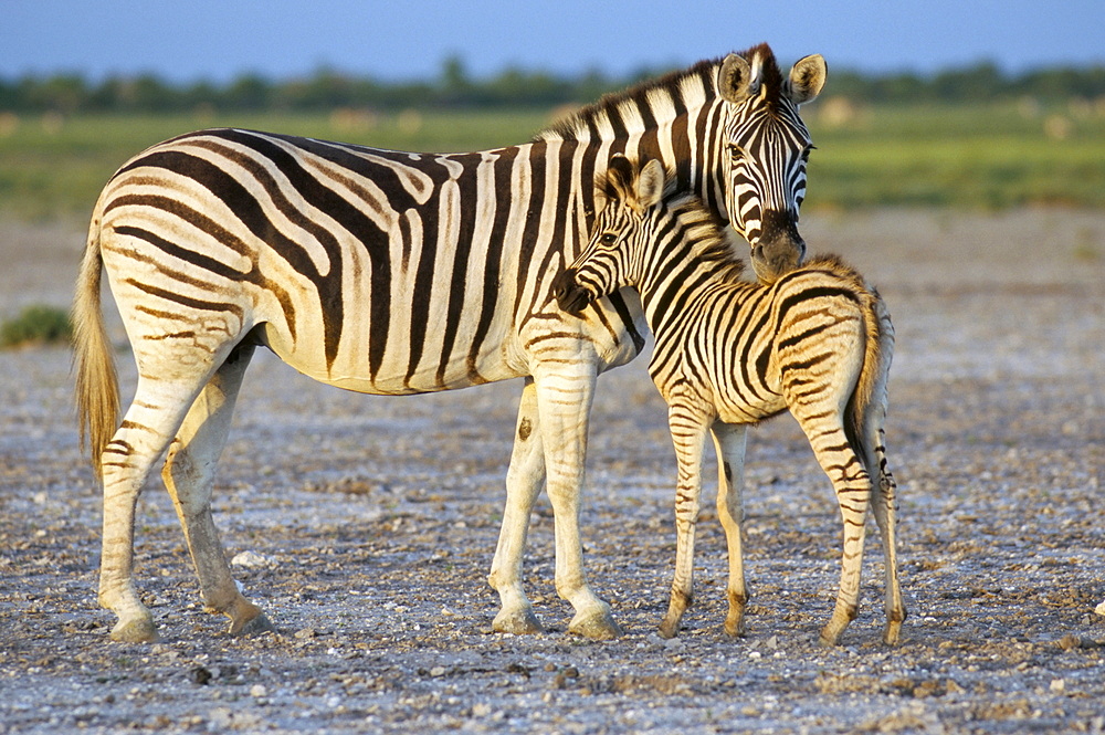 Burchell's zebra (Equus burchelli) with foal, Etosha National Park, Namibia