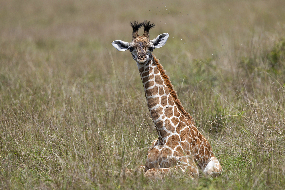 Giraffe (Giraffa camelopardalis) calf, Masai Mara, Kenya