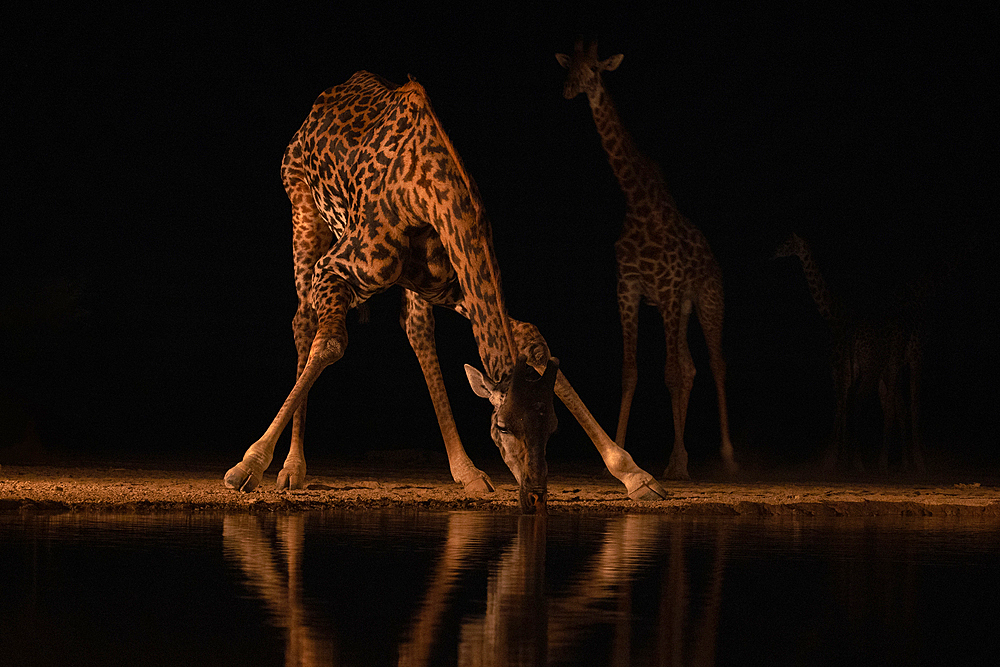 Giraffes (Giraffa camelopardalis) at water at night, Shompole, Kenya, East Africa, Africa