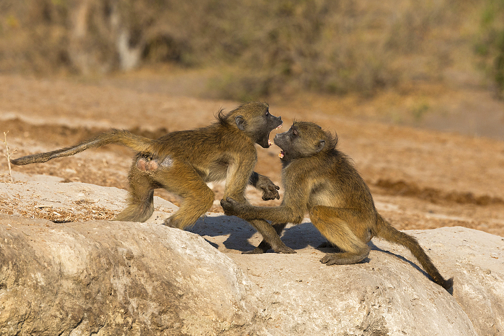 Chacma baboons (Papio ursinus) playfighting, Chobe national park, Botswana