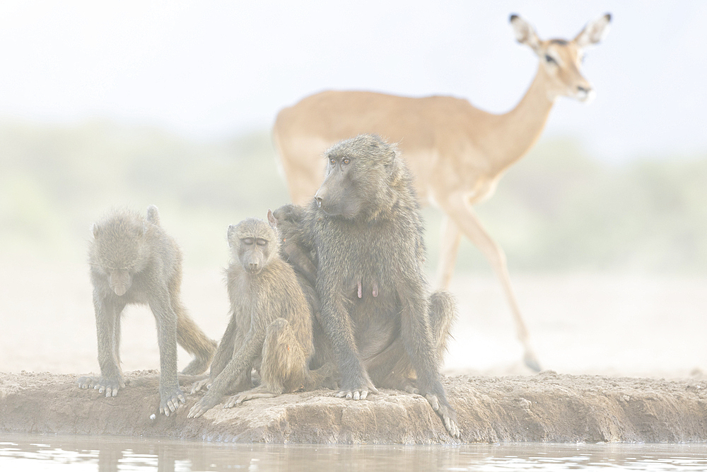 Olive baboons (Papio anubis), Shompole, Kenya, East Africa, Africa