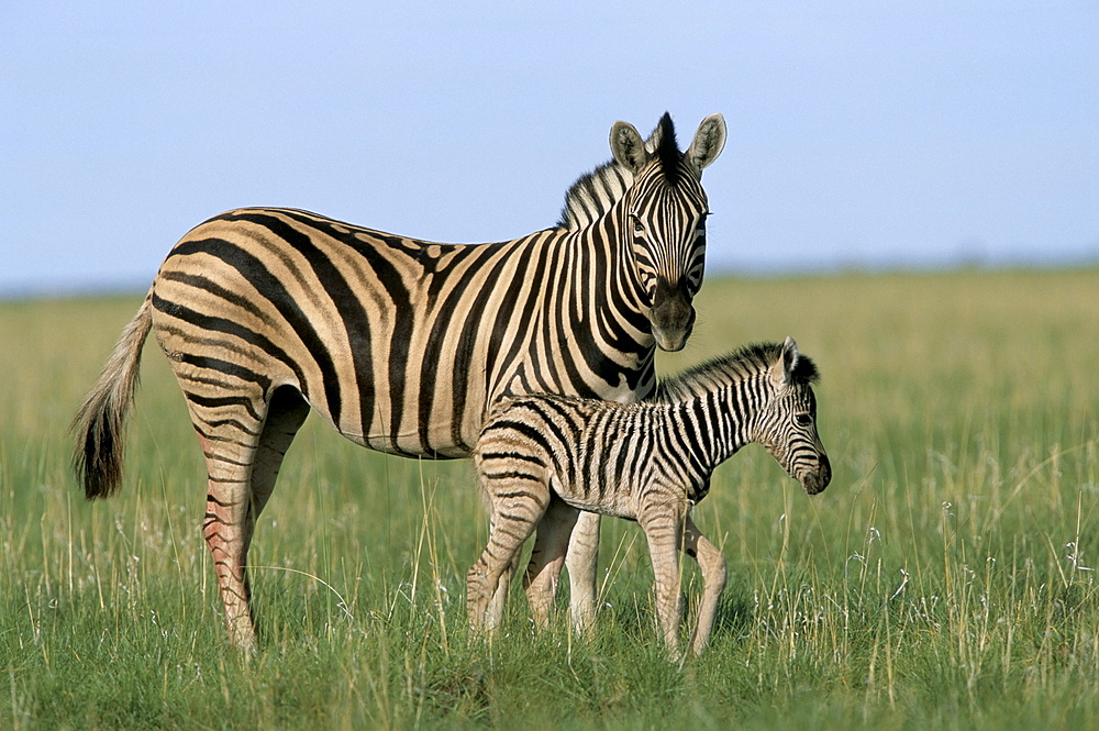 Burchell's (Plains) zebra with newborn foal (Equus burchelli), Etosha National Park, Namibia, Africa