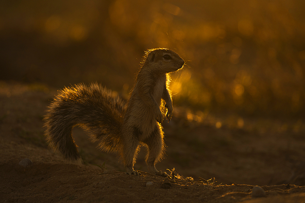 Ground squirrel (Geosciurus inauris), Kgalagadi transfrontier park, Northern Cape, South Africa