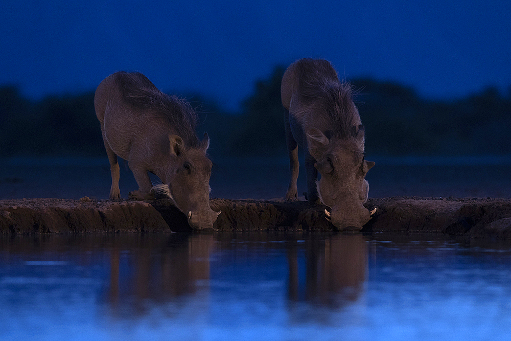 Two warthogs (Phacochoerus africanus) drinking, Shompole, Kenya, East Africa, Africa