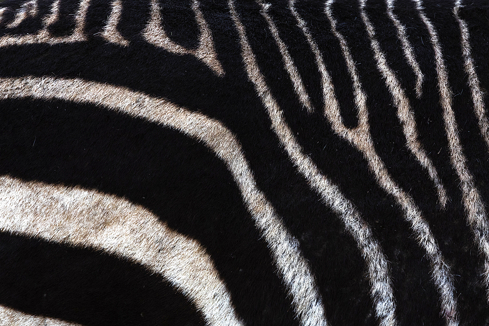 Cape mountain zebra (Equus zebra) stripes, Mountain Zebra national park, Eastern cape, South Africa