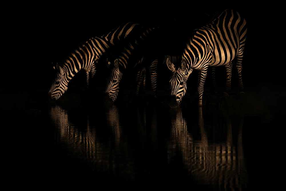 Plains zebra (Equus quagga) drinking at night, Shompole, Kenya