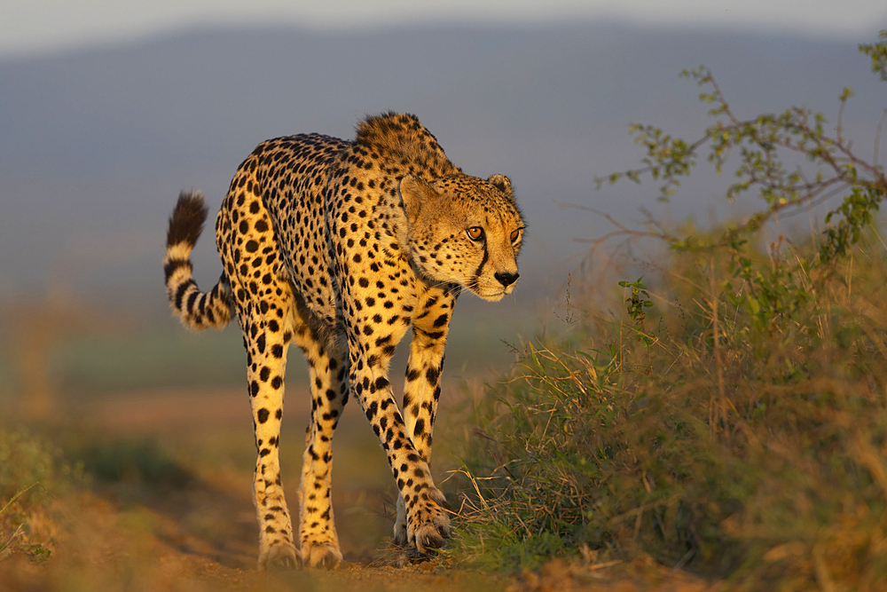 Cheetah (Acinonyx jubatus), Zimanga Private Game Reserve, KwaZulu-Natal, South Africa