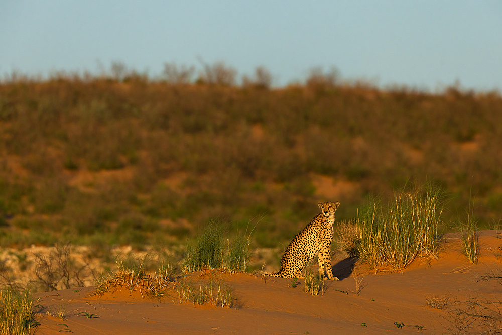 Cheetah (Acinonyx jubatus), Kgalagadi Transfrontier Park, Northern Cape, South Africa