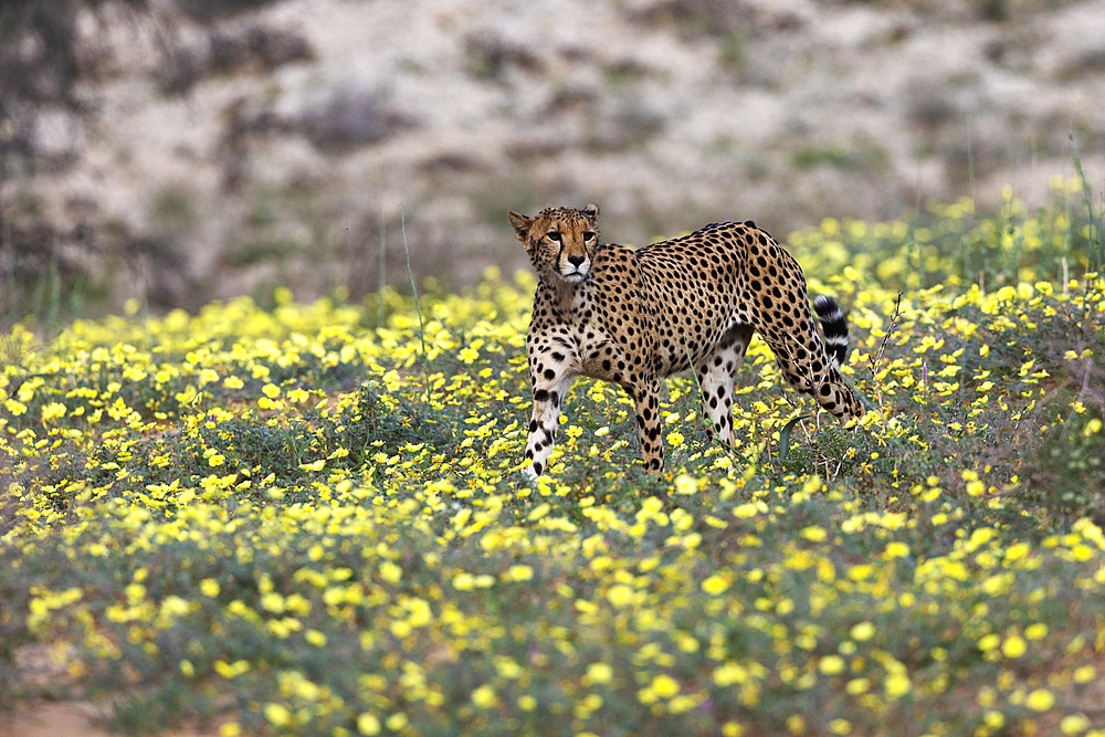 Cheetah (Acinonyx jubatus) among Devil's thorn flowers, Kgalagadi Transfrontier Park, Northern Cape, South Africa