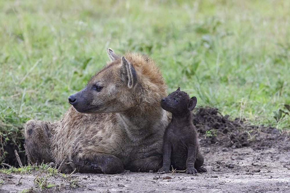 Spotted hyena (Crocuta crocuta) with cub, Masai Mara, Kenya