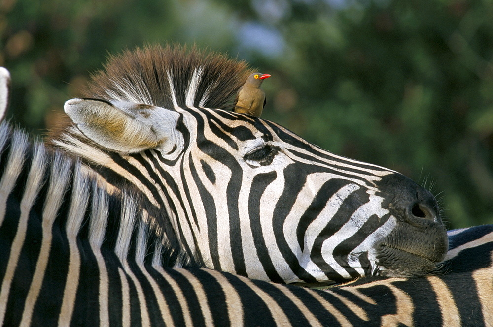 Redbilled oxpecker (Buphagus erythrorhynchus) on Burchell's zebra (Equus burchelli), Kruger National Park, South Africa, Africa