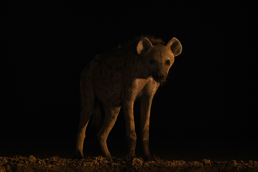 Spotted hyena (Crocuta crocuta) at night, Shompole, Kenya, East Africa, Africa