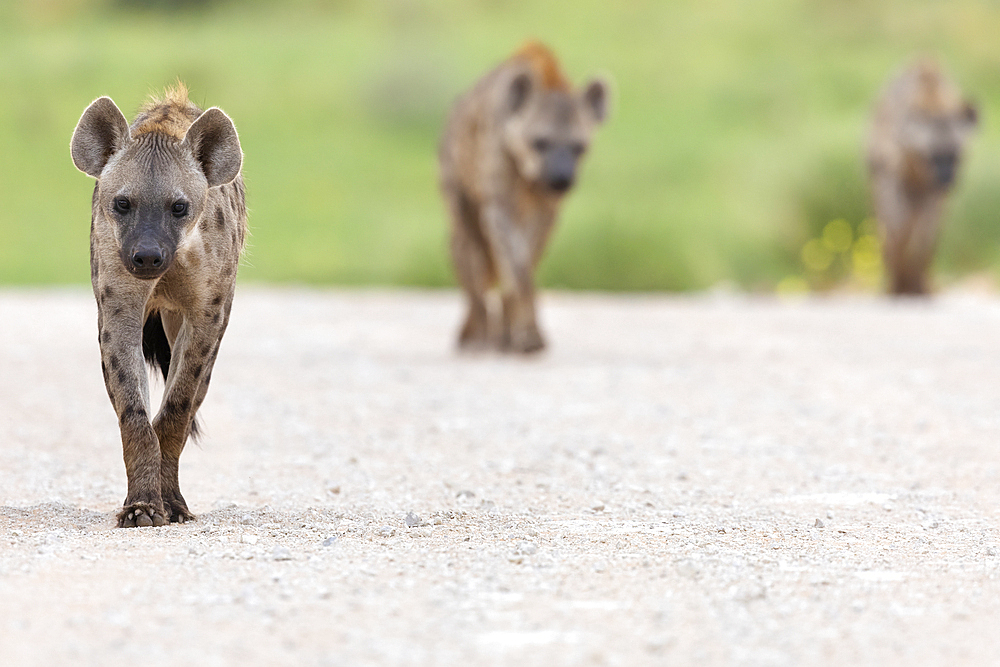 Spotted hyena (Crocuta crocuta), Kgalagadi transfrontier park, South Africa