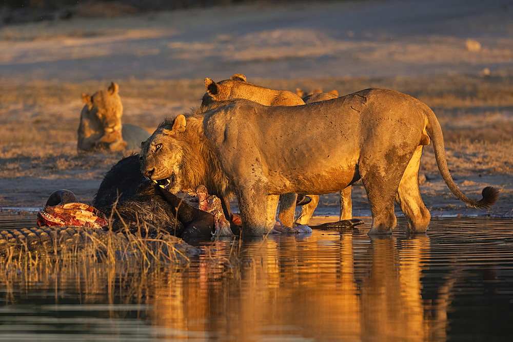 Lions (Panthera leo) on buffalo kill, Chobe National Park, Botswana, Africa