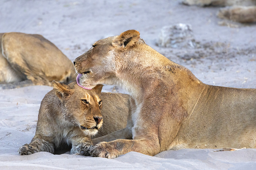 Lions (Panthera leo) grooming, Chobe national park, Botswana