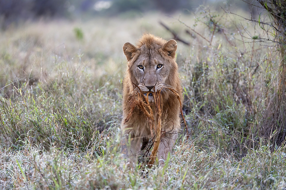 Lion (Panthera leo) playing with vegetation, Zimanga Private Game Reserve, KwaZulu-Natal, South Africa